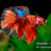Halfmoon Kampffisch Nemo, Männchen, Betta Splendens -Heimtierbedarf Halfmoon Kampffisch Nemo Maennchen Betta splendens 1