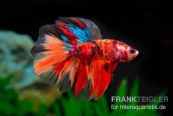 Halfmoon Kampffisch Nemo, Männchen, Betta Splendens -Heimtierbedarf Halfmoon Kampffisch Nemo Maennchen Betta splendens 2