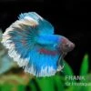 Halfmoon Kampffisch Rose Petal, Männchen, Betta Splendens -Heimtierbedarf Halfmoon Kampffisch Rose Petal Maennchen Betta splendens 1