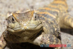 Hardun, Laudakia Stellio Brachydactyla -Heimtierbedarf Hardun Laudakia stellio brachydactyla 3