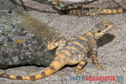 Hardun, Laudakia Stellio Brachydactyla -Heimtierbedarf Hardun Laudakia stellio brachydactyla 4