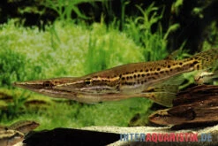 Hechtkopf, Luciocephalus Pulcher -Heimtierbedarf Hechtkopf Luciocephalus pulcher 2