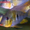 Heckels Buntbarsch, Acarichthys Heckelii 2 Heckels Buntbarsch, Acarichthys Heckelii -Heimtierbedarf Heckels Buntbarsch Acarichthys heckelii 1