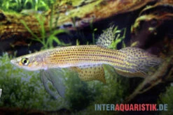 Hellneri-Killifisch, Moema Hellneri -Heimtierbedarf Hellneri Killifisch Moema hellneri 1