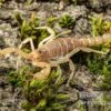 Hentz-Gestreifter-Skorpion, Centruroides Hentzi -Heimtierbedarf Hentz Gestreifter Skorpion Centruroides hentzi 1