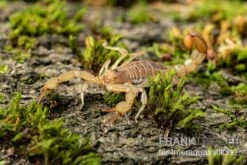 Hentz-Gestreifter-Skorpion, Centruroides Hentzi 5 Hentz-Gestreifter-Skorpion, Centruroides Hentzi -Heimtierbedarf Hentz Gestreifter Skorpion Centruroides hentzi 2