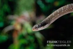 Herald-Schlange, Crotaphopeltis Hotamboeia -Heimtierbedarf Herald Schlange Crotaphopeltis hotamboeia