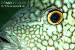 Perlcichlide, Herichthys Cyanoguttatus -Heimtierbedarf Herichthys cyanoguttatus 1