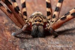 Riesenkrabbenspinne, Heteropoda Cf. Maxima 5 Riesenkrabbenspinne, Heteropoda Cf. Maxima -Heimtierbedarf Heteropoda cf maxima 28