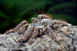 Marmorvogelspinne, Heteroscodra Maculata XL -Heimtierbedarf Heteroscodra maculata WSPFT0929