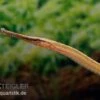 Heterosoma-Süßwassernadel, Doryichthys Heterosoma (Long Mouth Pipefish) 1 Heterosoma-Süßwassernadel, Doryichthys Heterosoma (Long Mouth Pipefish) -Heimtierbedarf Heterosoma Suesswassernadel Doryichthys heterosoma 1