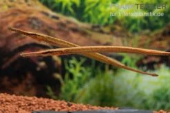 Heterosoma-Süßwassernadel, Doryichthys Heterosoma (Long Mouth Pipefish) -Heimtierbedarf Heterosoma Suesswassernadel Doryichthys heterosoma 10