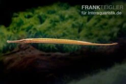 Heterosoma-Süßwassernadel, Doryichthys Heterosoma (Long Mouth Pipefish) -Heimtierbedarf Heterosoma Suesswassernadel Doryichthys heterosoma 3