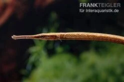 Heterosoma-Süßwassernadel, Doryichthys Heterosoma (Long Mouth Pipefish) -Heimtierbedarf Heterosoma Suesswassernadel Doryichthys heterosoma 4