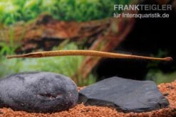 Heterosoma-Süßwassernadel, Doryichthys Heterosoma (Long Mouth Pipefish) -Heimtierbedarf Heterosoma Suesswassernadel Doryichthys heterosoma 6