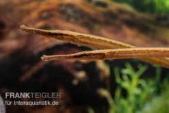 Heterosoma-Süßwassernadel, Doryichthys Heterosoma (Long Mouth Pipefish) -Heimtierbedarf Heterosoma Suesswassernadel Doryichthys heterosoma 7