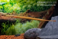 Heterosoma-Süßwassernadel, Doryichthys Heterosoma (Long Mouth Pipefish) -Heimtierbedarf Heterosoma Suesswassernadel Doryichthys heterosoma 8