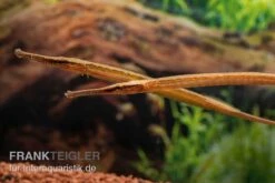 Heterosoma-Süßwassernadel, Doryichthys Heterosoma (Long Mouth Pipefish) -Heimtierbedarf Heterosoma Suesswassernadel Doryichthys heterosoma 9