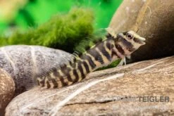 Heyligeri-Schleimfisch, Phenablennius Heyligeri -Heimtierbedarf Heyligeri Schleimfisch Phenablennius heyligeri neu 3