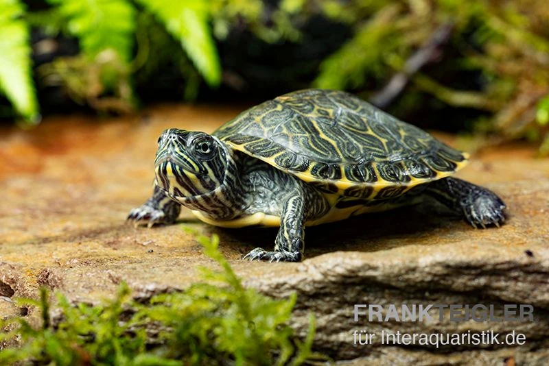 Hieroglyphen-Schmuckschildkröte, Pseudemys Concinna Concinna FZ 3 Hieroglyphen-Schmuckschildkröte, Pseudemys Concinna Concinna FZ