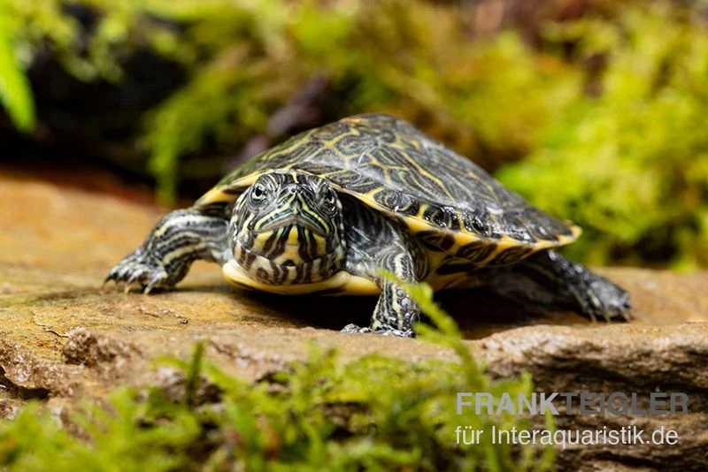 Hieroglyphen-Schmuckschildkröte, Pseudemys Concinna Concinna FZ 4 Hieroglyphen-Schmuckschildkröte, Pseudemys Concinna Concinna FZ – Bild 2