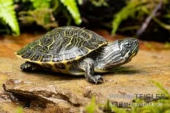 Hieroglyphen-Schmuckschildkröte, Pseudemys Concinna Concinna FZ 7 Hieroglyphen-Schmuckschildkröte, Pseudemys Concinna Concinna FZ -Heimtierbedarf Hieroglyphen Schmuckschildkroete Pseudemys concinna concinna 3