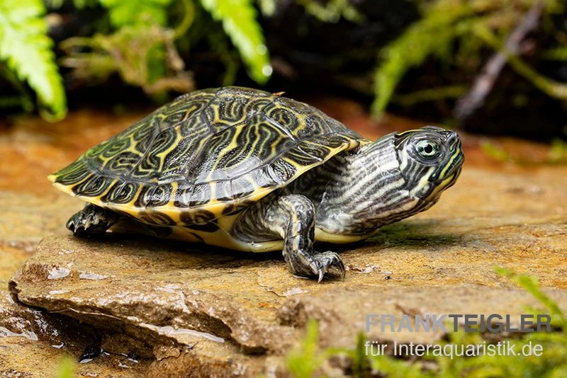 Hieroglyphen-Schmuckschildkröte, Pseudemys Concinna Concinna FZ 5 Hieroglyphen-Schmuckschildkröte, Pseudemys Concinna Concinna FZ – Bild 3