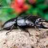 Hirschkäfer, Dorcus Alcides -Heimtierbedarf Hirschkaefer Dorcus alcides 1