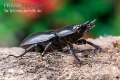 Hirschkäfer, Dorcus Alcides -Heimtierbedarf Hirschkaefer Dorcus alcides 5
