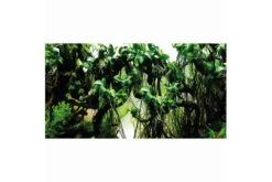 Hobby Fotorückwandzuschnitt Pearl River/Deep Delta, 100 Cm X 50 Cm 6 Hobby Fotorückwandzuschnitt Pearl River/Deep Delta, 100 Cm X 50 Cm -Heimtierbedarf Hobby Pearl River Deep Delta Fotorueckwand 2