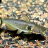 Mondfinsterniss-Stachelwels, Horabagrus Brachysoma 1 Mondfinsterniss-Stachelwels, Horabagrus Brachysoma -Heimtierbedarf Horabagrus brachysoma 7