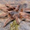 Hua Hin Vogelspinne, Chilobrachys Huahini XL -Heimtierbedarf Hua Hin Vogelspinne Chilobrachys huahini 1