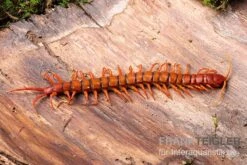 Hundertfüßer, Scolopendra Subspinipes "Malay Red Cherry" -Heimtierbedarf Hundertfuesser Scolopendra subspinipes Malay Red Cherry 1