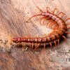 Hundertfüßer, Scolopendra Subspinipes "Malay Red Cherry"