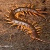 Hundertfüßer, Scolopendra Subspinipes "Thai-Red-Dragon"