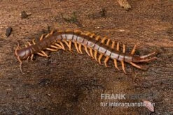Hundertfüßer, Scolopendra Subspinipes "Thai-Red-Dragon" -Heimtierbedarf Hundertfuesser Scolopendra subspinipes ThaiRedDragon 03