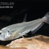 Payara, Hundezahnsalmler, Hydrolycus Scomberoides -Heimtierbedarf Hydrolycus scomberoides Hundezahnsalmler Payara