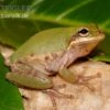 Eichhörnchenfrosch, Hyla Squirella -Heimtierbedarf Hyla squirella regenfrosch eichhoernchenfrosch