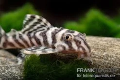 Zebra-Harnischwels, Hypancistrus Spec. L173b "NEW ZEBRA", 4-5 Cm -Heimtierbedarf Hypancistrus spec L 173b 3