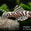 Zebra-Harnischwels, Hypancistrus Spec. L173b "NEW ZEBRA", 4-5 Cm -Heimtierbedarf Hypancistrus spec L 173b 5