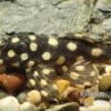 Mini Snowball Pleco, L471, Hypancistrus Sp. "Dwarf" -Heimtierbedarf Hypancistrus spec dwarf L471