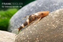 Orange-Otocinclus, Nannoptoma Spec. Orange -Heimtierbedarf Hypoptopoma sp Peru Orange 11