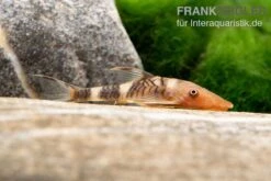 Orange-Otocinclus, Nannoptoma Spec. Orange -Heimtierbedarf Hypoptopoma sp Peru Orange 12