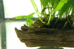 Bundle Große Putz-Truppe: 5 X Rennschnecke + 2 X Tylomelania + 6  X Amanogarnele -Heimtierbedarf IMG 0289