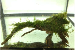 Bundle Scaper Truppe: 10 X Crystal Red Garnele + Mangrovenwurzel Mit Moos -Heimtierbedarf IMG 0293