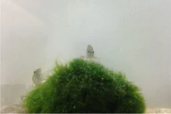 Bundle Große Putz-Truppe: 5 X Rennschnecke + 2 X Tylomelania + 6  X Amanogarnele -Heimtierbedarf IMG 0304