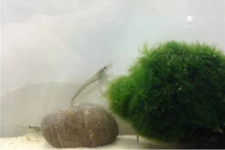 Bundle Große Putz-Truppe: 5 X Rennschnecke + 2 X Tylomelania + 6  X Amanogarnele -Heimtierbedarf IMG 0311