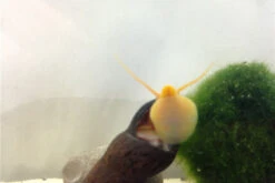 Bundle Große Putz-Truppe: 5 X Rennschnecke + 2 X Tylomelania + 6  X Amanogarnele -Heimtierbedarf IMG 0330