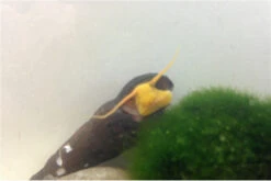 Bundle Große Putz-Truppe: 5 X Rennschnecke + 2 X Tylomelania + 6  X Amanogarnele -Heimtierbedarf IMG 0334