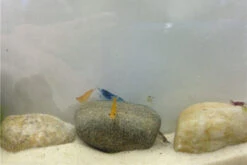 Bundle Bunte Truppe: 10 X Neocaridina Im Farbmix + Javamoos -Heimtierbedarf IMG 0352